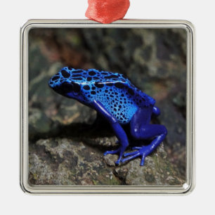 Blue Poison Dart Frog, Bright Blue Frog Metal Ornament