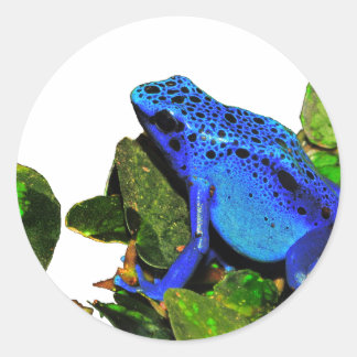 Blue Poison Dart Frog Classic Round Sticker