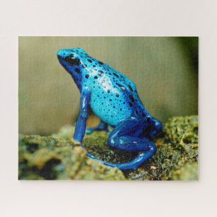 Blue Poison Dart Frog Close-up, Jigsaw Puzzle
