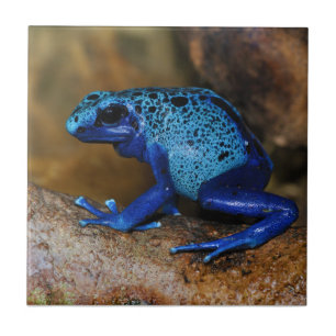 Blue Poison Dart Frog Dendrobates Azureus Tile