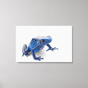 Blue Poison Dart Frog (Dendrobates Tinctorius) Canvas Print