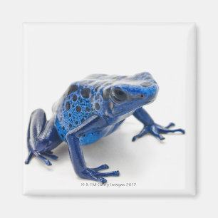 Blue Poison Dart Frog (Dendrobates Tinctorius) Magnet