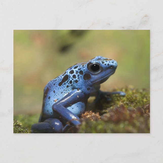 Blue Poison Dart Frog Postcard (Front)