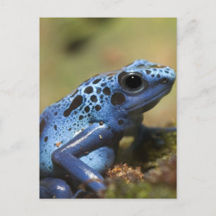 Blue Poison Dart Frog Postcard