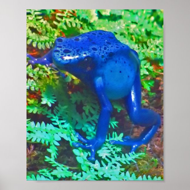 Blue Poison Dart Frog Poster (Front)