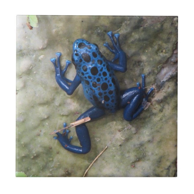 Blue Poison Dart Frog Tile (Front)