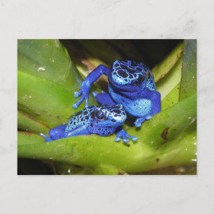 Blue Poison Dart Frogs In Leaf 1 Postcard