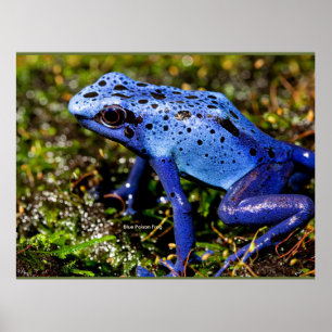 Blue Poisonous Dart Frog Poster