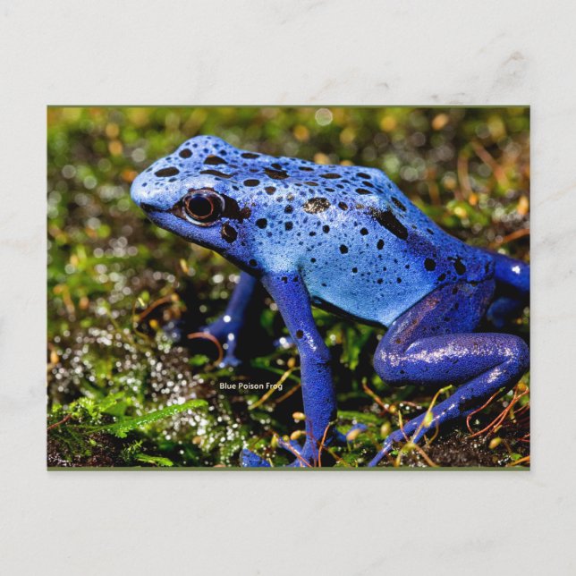 Blue Poisonous Frog Postcard (Front)