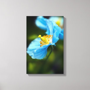 Blue Poppy flower Canvas print