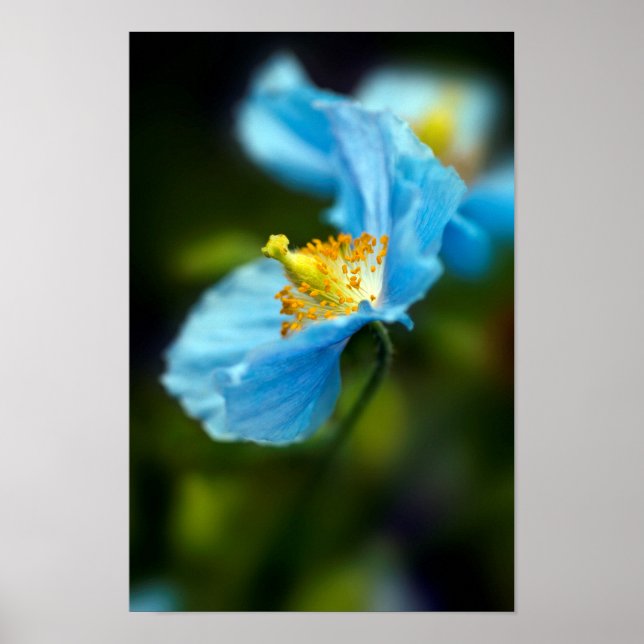 Blue Poppy flower Poster (Front)