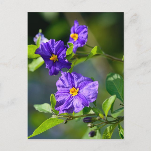 Blue Potato Bush Postcard (Front)