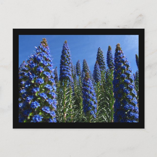 Blue Pride of Madeira Flowers Postcard (Front)