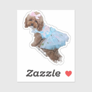 Blue Princess Chiffon : Cute Maltipoo Puppy