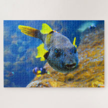 Blue Pufferfish, Yellow Fins & Spotted
