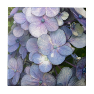 Blue Purple Hydrangea Ceramic Tile