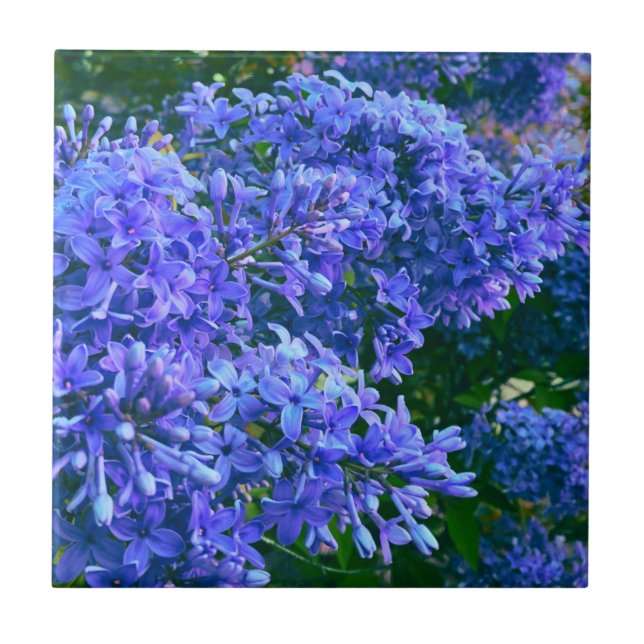 Blue purple lilacs romantic blue floral photo tile (Front)
