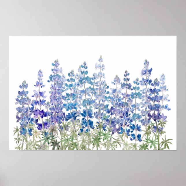 blue purple lupin flowers field horizontal  poster (Front)