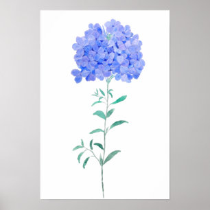 blue purple Plumbago auriculata flower water colou Poster