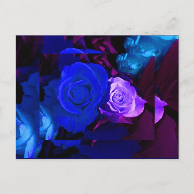 Blue Purple Rose Postcard (Front)