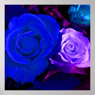 Blue Purple Rose Poster