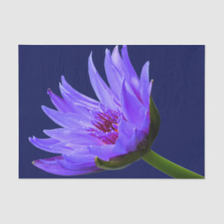 Blue Purple Water Lily Tissue Paper Gift Wrap