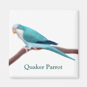 Blue Quaker Parrot Magnet