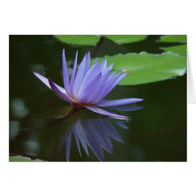 Blue reflections (Front Horizontal)