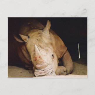 blue rhino postcard