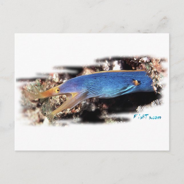 Blue Ribbon Eel Postcard (Front)