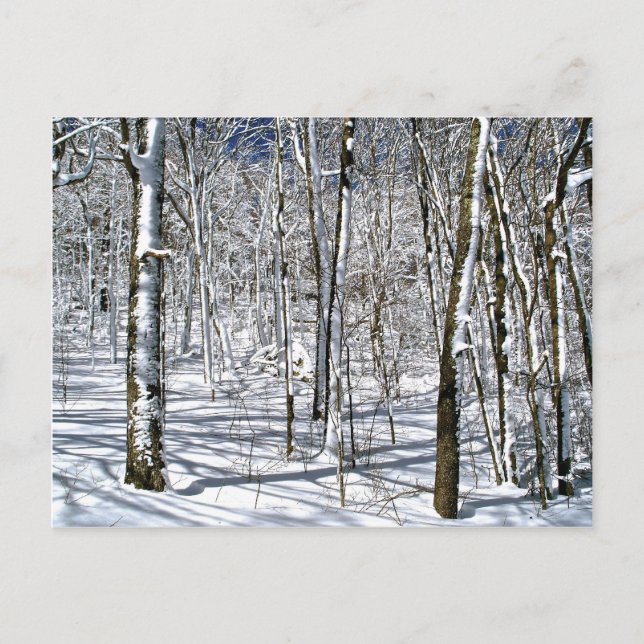 Blue Ridge Mountain Magic under a Winter Spell Postcard (Front)