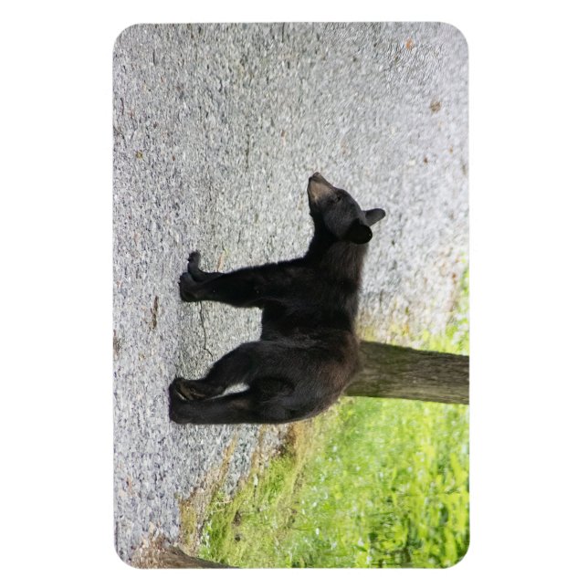 Blue Ridge Parkway - Bear 3 Magnet (Vertical)