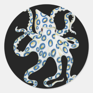 Blue Ring Octopus Black Tentacles Classic Round Sticker