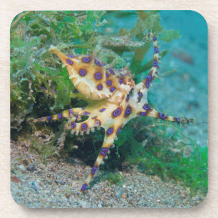 Blue Ring Octopus Hard Plastic Coasters (set of 6)