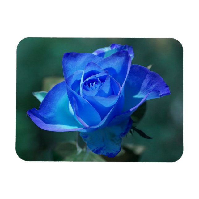 Blue Rose Magnet (Horizontal)