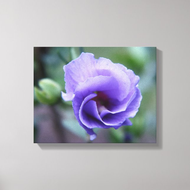 Blue Rose of Sharon 14 x 11 Canvas Print (Front)