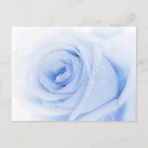 Blue rose postcard