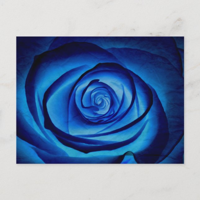 Blue Rose Postcard (Front)