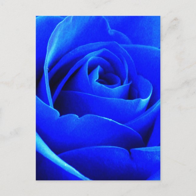 Blue Rose Postcard (Front)