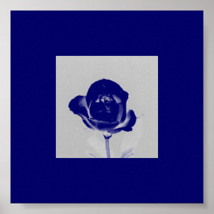 Blue Rose Poster