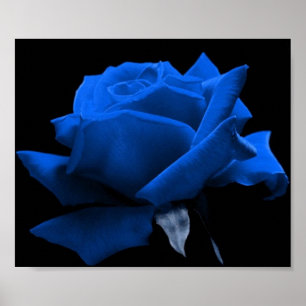 Blue Rose Poster
