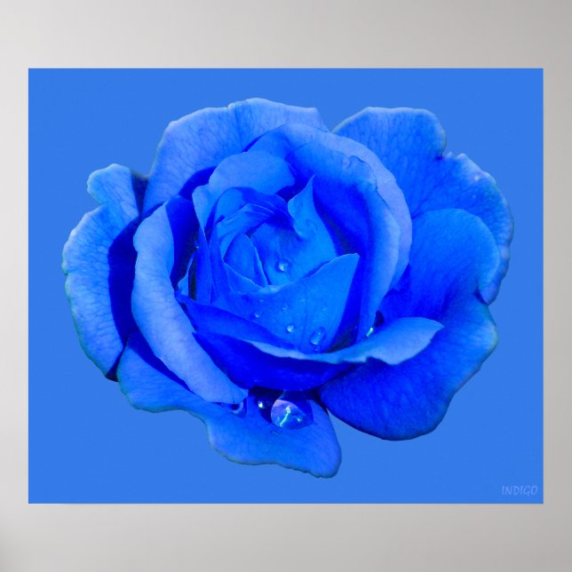 Blue Rose Poster Print Beautiful Flower Art Print (Front)