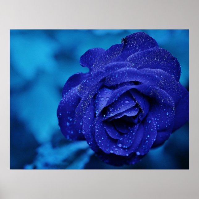 Blue Rose Sprinkled with Dew Drops Poster (Front)