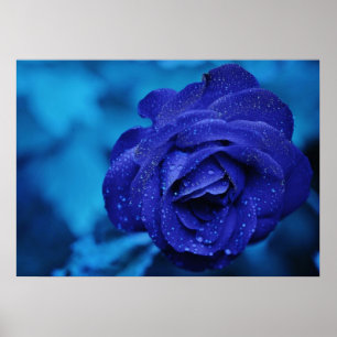 Blue Rose with Dew Drops Poster