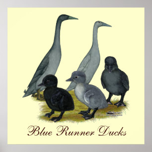 Blue Runner Duck Family Poster