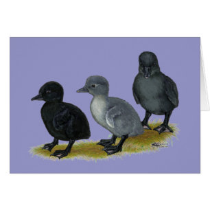 Blue Runner Ducklings