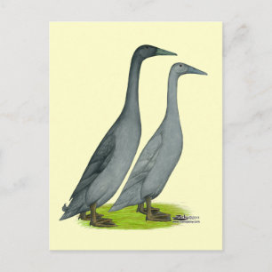 Blue Runner Ducks Postcard