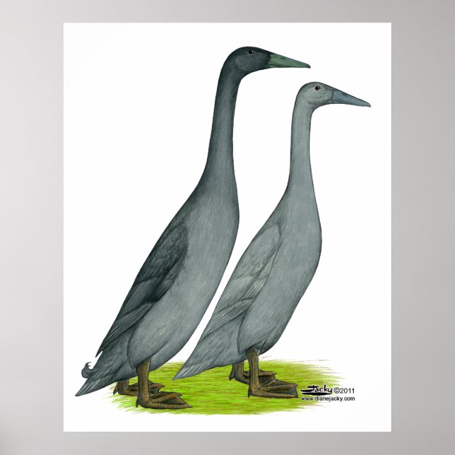 Blue Runner Ducks Poster (Front)