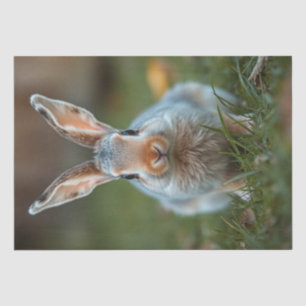 Blue Russian Bunny,  Tissue Paper