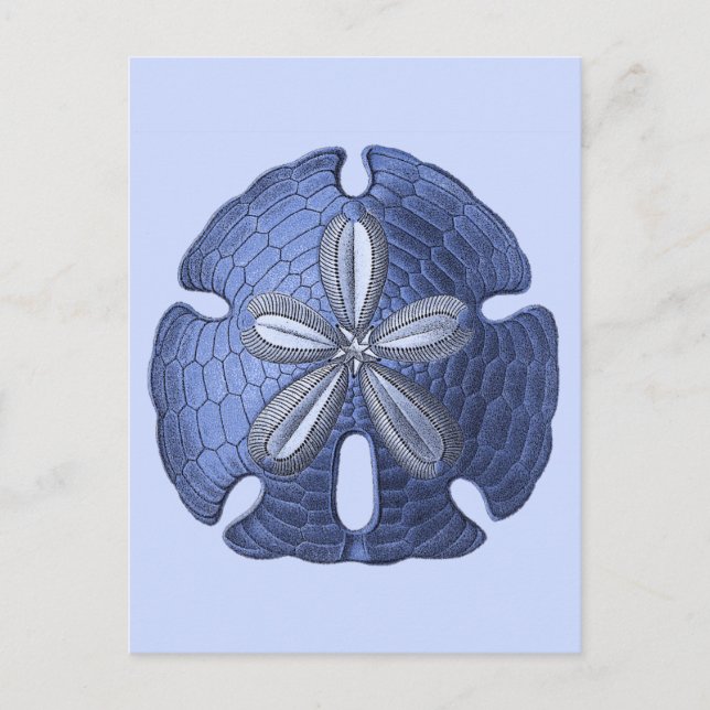 Blue Sand Dollar Postcard (Front)